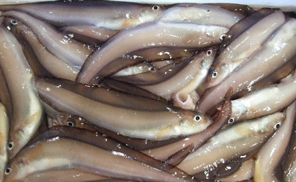 水魚（みずうお・みずべこ）