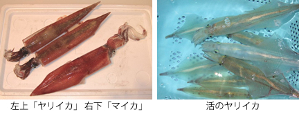 左上「ヤリイカ」 右下「マイカ」、活のヤリイカ