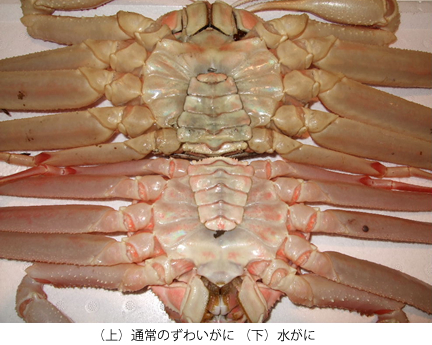 （上）通常のずわいがに、（下）水がに