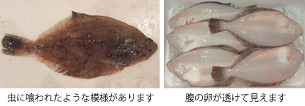 ミズガレイ（水ガレイ）