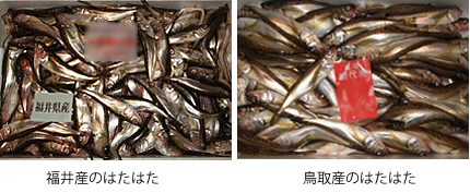 はたはた