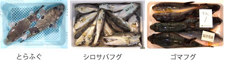 とらふぐ、シロサバフグ、ゴマフグ