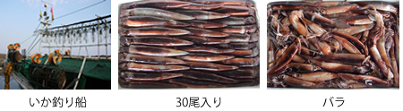 するめいか