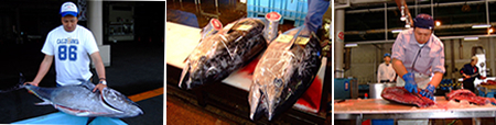 近海の本マグロ