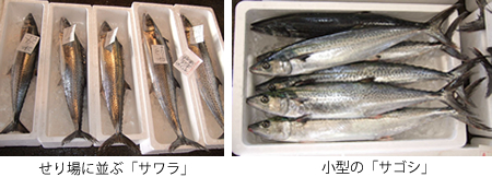 サワラ・サゴシ