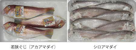 若狭ぐじ