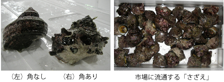 さざえ