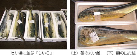 しいら