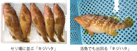 キジハタ