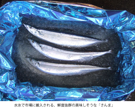 水氷で市場に搬入される、鮮度抜群の美味しそうな「さんま」