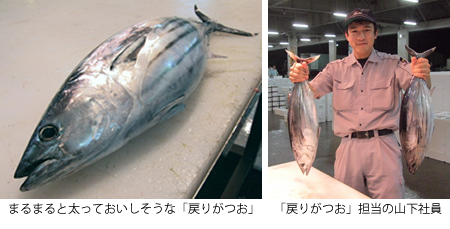 「戻りがつお」
