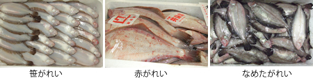 笹がれい、赤がれい、なめたがれい