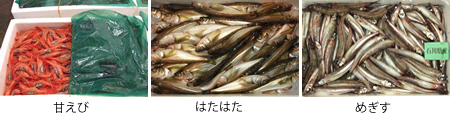 甘えび、はたはた、めぎす