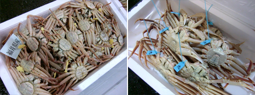 福井県産のカニには黄色のタグ、石川県産のカニには青色のタグが取り付けられています。