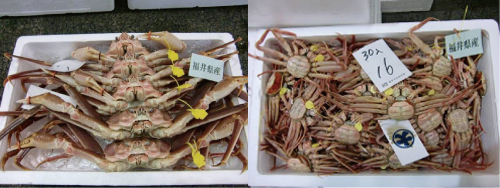 「カニ漁解禁」！