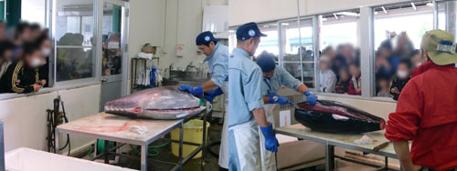 「マグロの解体・即売り」