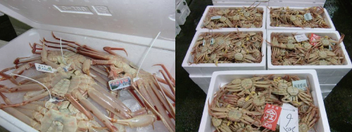 カニ漁解禁！