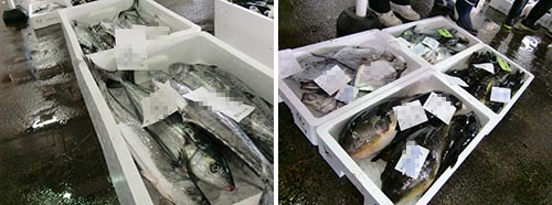 近海今朝とれ市二番セリの様子