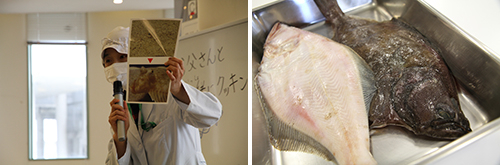 仁愛大学佐藤先生による赤カレイの説明