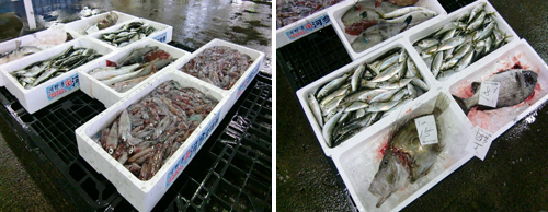 入荷された魚