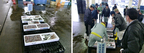 入荷された魚とセリの様子